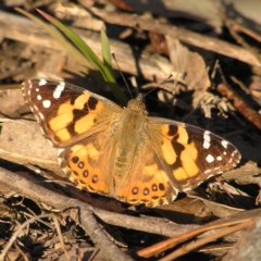 Vanessa kershawi (Australian Painted Lady) at Kambah, ACT - 10 Sep 2017 by MatthewFrawley