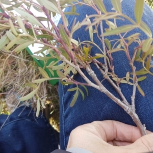 Polyscias sambucifolia subsp. Short leaflets (V.Stajsic 196) Vic. Herbarium at Kosciuszko National Park, NSW - 11 Sep 2017