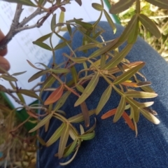 Polyscias sambucifolia subsp. Short leaflets (V.Stajsic 196) Vic. Herbarium at Kosciuszko National Park, NSW - 11 Sep 2017