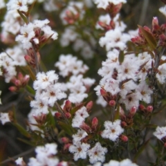 Leucopogon virgatus (Common Beard-heath) at Kambah, ACT - 9 Sep 2017 by MatthewFrawley