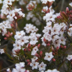 Leucopogon virgatus at Kambah, ACT - 9 Sep 2017