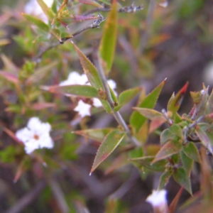 Leucopogon virgatus at Kambah, ACT - 9 Sep 2017