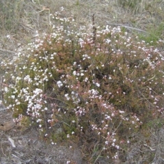 Leucopogon virgatus at Kambah, ACT - 9 Sep 2017