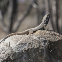 Pogona barbata (Eastern Bearded Dragon) at Cooleman Ridge - 10 Sep 2017 by SWishart