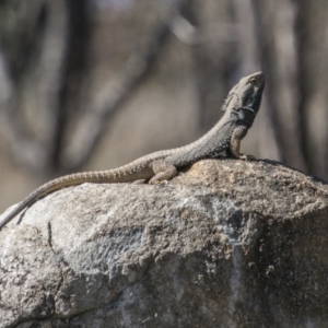 Pogona barbata at Chapman, ACT - suppressed