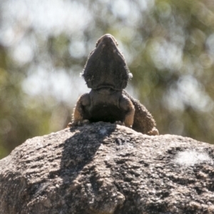 Pogona barbata at Chapman, ACT - suppressed