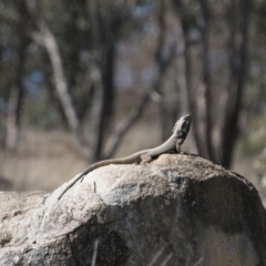 Pogona barbata at Chapman, ACT - suppressed