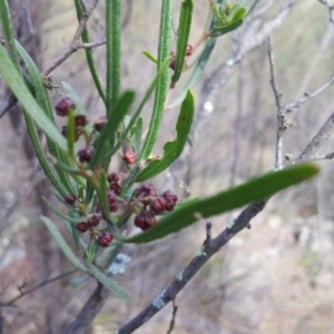 Dodonaea viscosa subsp. angustissima at Kambah, ACT - 8 Sep 2017