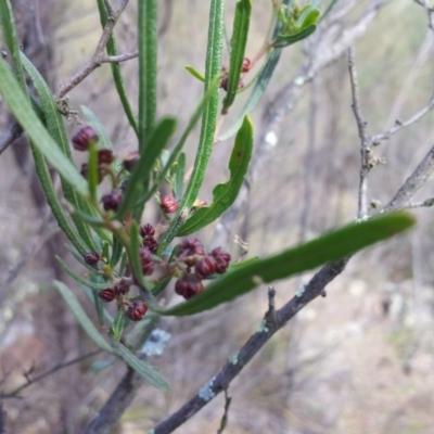 Dodonaea viscosa subsp. angustissima (Hop Bush) at Mount Taylor - 8 Sep 2017 by RosemaryRoth