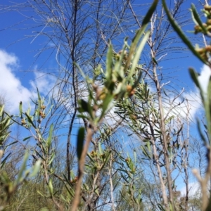 Dodonaea viscosa subsp. angustissima at Kambah, ACT - 8 Sep 2017 11:34 AM