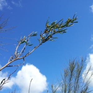 Dodonaea viscosa subsp. angustissima at Kambah, ACT - 8 Sep 2017 11:34 AM