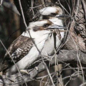 Ctenotus robustus at Kambah, ACT - 10 Sep 2017