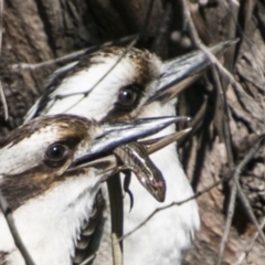 Ctenotus robustus at Kambah, ACT - 10 Sep 2017