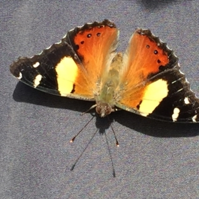 Vanessa itea (Yellow Admiral) at QPRC LGA - 11 Sep 2017 by Wandiyali