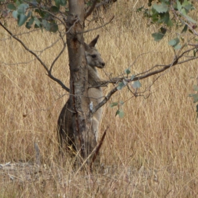 Macropus giganteus (Eastern Grey Kangaroo) at Molonglo Valley, ACT - 28 Apr 2016 by AndyRussell