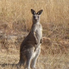 Macropus giganteus at Molonglo Valley, ACT - 28 Apr 2016