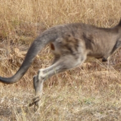 Macropus giganteus at Molonglo Valley, ACT - 28 Apr 2016 11:30 AM