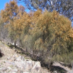 Allocasuarina verticillata (Drooping Sheoak) at Mount Taylor - 9 Sep 2017 by MatthewFrawley