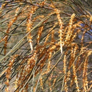 Allocasuarina verticillata at Chifley, ACT - 9 Sep 2017 10:02 AM