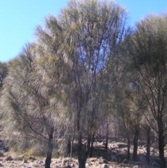 Allocasuarina verticillata at Chifley, ACT - 9 Sep 2017 10:02 AM