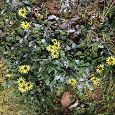 Arctotheca calendula (Capeweed, Cape Dandelion) at Hughes Garran Woodland - 10 Sep 2017 by ruthkerruish