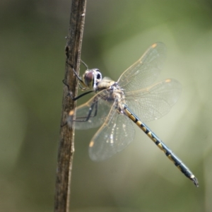 Hemicordulia tau at Fyshwick, ACT - 2 Nov 2016