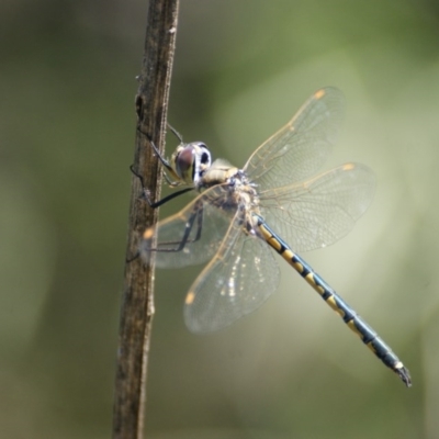 Hemicordulia tau (Tau Emerald) at Jerrabomberra Wetlands - 2 Nov 2016 by roymcd