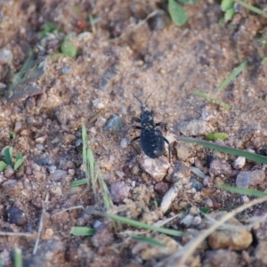 Reduviidae (family) at Red Hill, ACT - 10 Nov 2016