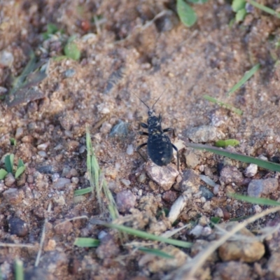 Reduviidae (family) (An assassin bug) at Red Hill Nature Reserve - 10 Nov 2016 by roymcd