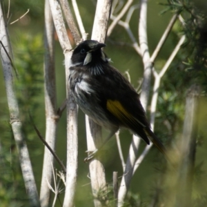 Phylidonyris novaehollandiae at Fyshwick, ACT - 19 Oct 2016