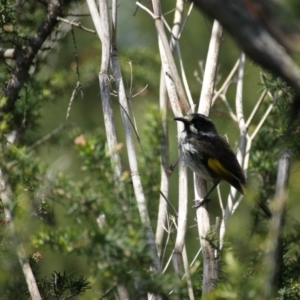 Phylidonyris novaehollandiae at Fyshwick, ACT - 19 Oct 2016