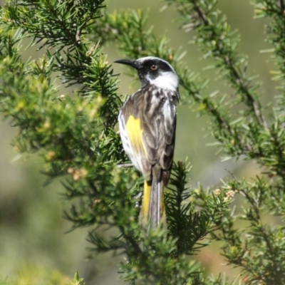 Phylidonyris niger X novaehollandiae (Hybrid) (White-cheeked X New Holland Honeyeater (Hybrid)) at Fyshwick, ACT - 19 Oct 2016 by roymcd