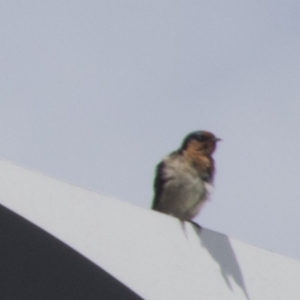 Hirundo neoxena at Holt, ACT - 11 Sep 2017 10:08 AM