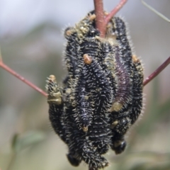 Perga sp. (genus) (Sawfly or Spitfire) at Holt, ACT - 11 Sep 2017 by Alison Milton