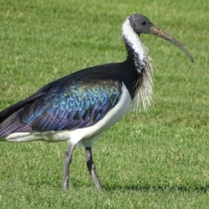 Threskiornis spinicollis at Capital Hill, ACT - 24 May 2017