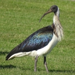 Threskiornis spinicollis at Capital Hill, ACT - 24 May 2017