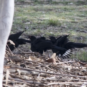 Corcorax melanorhamphos at Higgins, ACT - 11 Sep 2017 10:50 AM