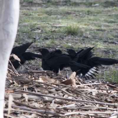 Corcorax melanorhamphos (White-winged Chough) at Higgins, ACT - 11 Sep 2017 by Alison Milton