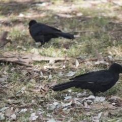 Corcorax melanorhamphos at Higgins, ACT - 11 Sep 2017 10:50 AM