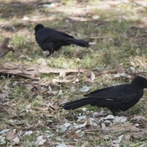 Corcorax melanorhamphos at Higgins, ACT - 11 Sep 2017 10:50 AM