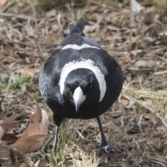 Gymnorhina tibicen (Australian Magpie) at Higgins, ACT - 11 Sep 2017 by AlisonMilton