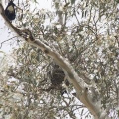 Gymnorhina tibicen at Higgins, ACT - 11 Sep 2017 11:00 AM