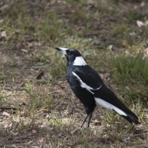 Gymnorhina tibicen at Higgins, ACT - 11 Sep 2017 11:10 AM