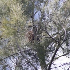 Gymnorhina tibicen at Higgins, ACT - 11 Sep 2017 11:10 AM