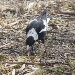 Gymnorhina tibicen at Higgins, ACT - 11 Sep 2017