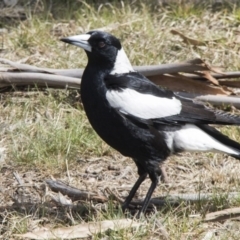 Gymnorhina tibicen (Australian Magpie) at Higgins, ACT - 11 Sep 2017 by AlisonMilton