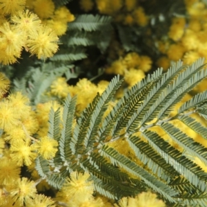 Acacia dealbata at Bonython, ACT - 4 Sep 2017 10:22 AM