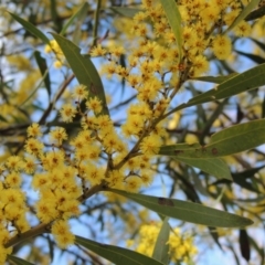 Acacia rubida (Red-stemmed Wattle, Red-leaved Wattle) at Bonython, ACT - 5 Sep 2017 by MichaelBedingfield