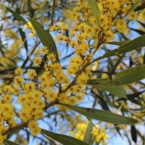 Acacia rubida at Bonython, ACT - 5 Sep 2017 11:10 AM