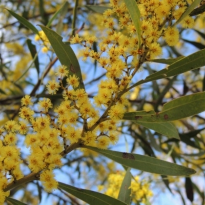 Acacia rubida (Red-stemmed Wattle, Red-leaved Wattle) at Bonython, ACT - 5 Sep 2017 by MichaelBedingfield